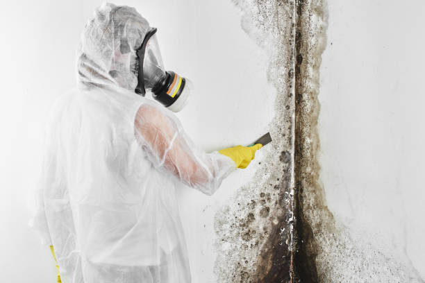 Best Mold Testing  in Fort Hall, ID