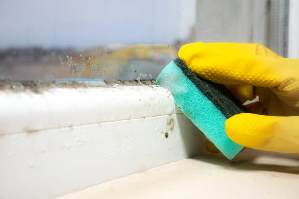 Best Office Mold Removal Services  in Fort Hall, ID
