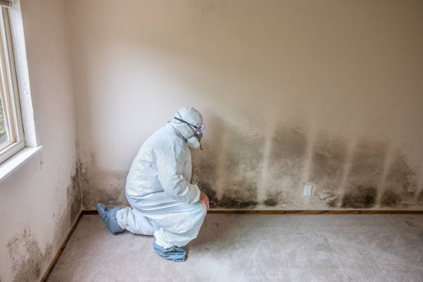 Best Mold Damage Repair  in Fort Hall, ID