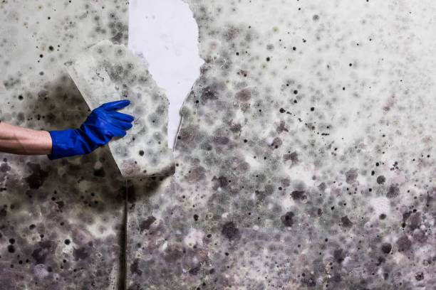 Best Certified Mold Removal  in Fort Hall, ID